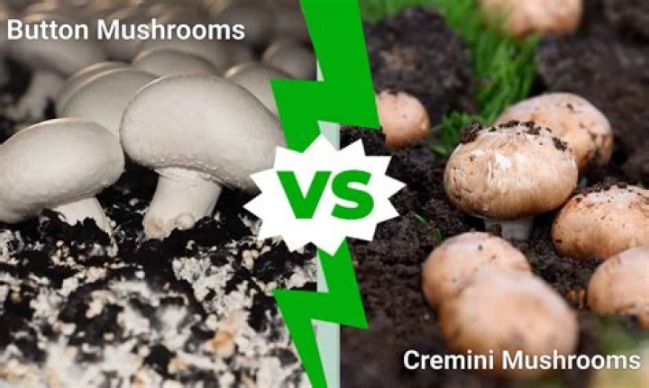 Can crimini mushrooms be eaten raw?