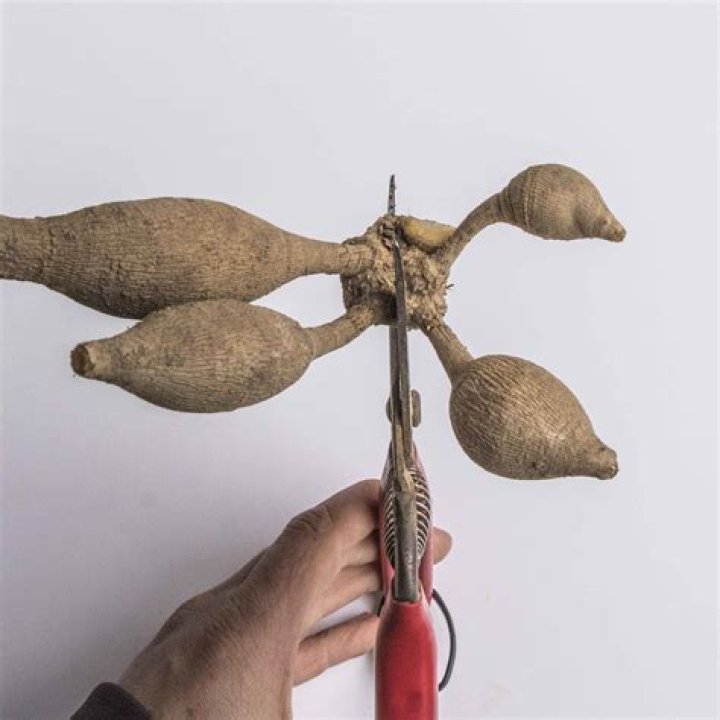 Can dahlia tubers be split?