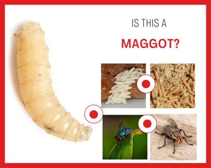 Can dampness cause maggots?