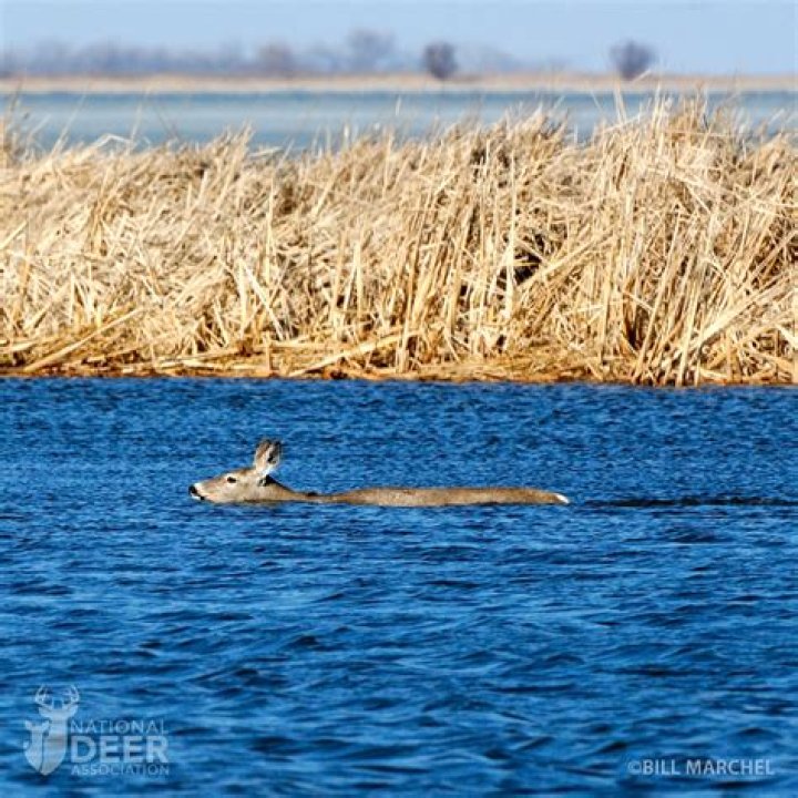 Can deer swim in water?
