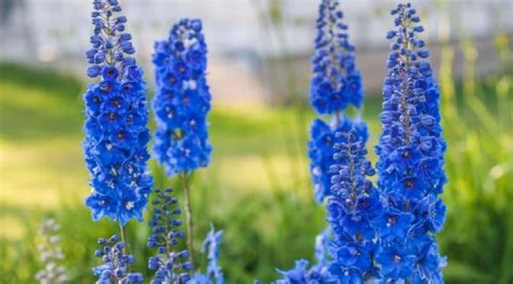 Can delphiniums be divided?