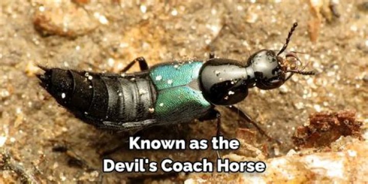 Can devils coach horse fly?