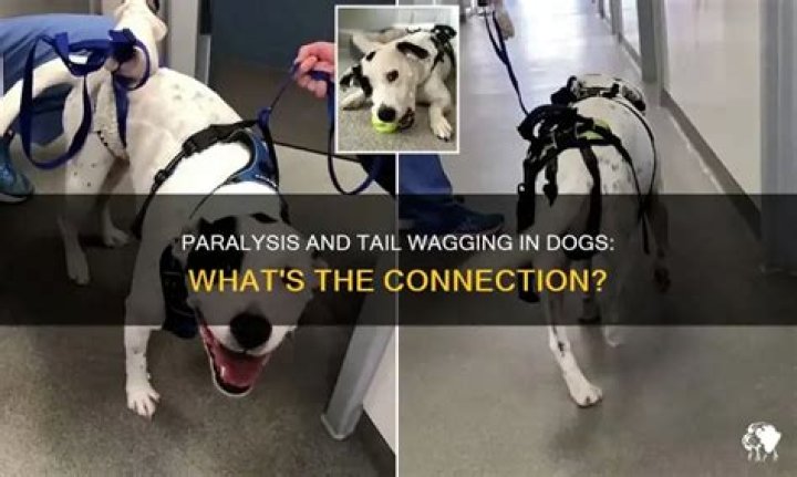 Can dog wag tail if paralyzed?