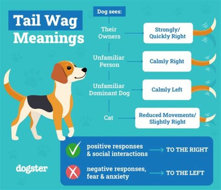 Can dogs control when their tail wags?