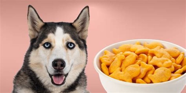 Can dogs eat cheese puffs?