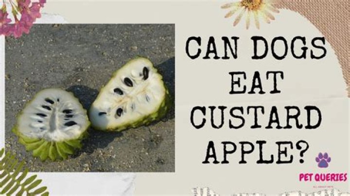 Can dogs eat custard apple?