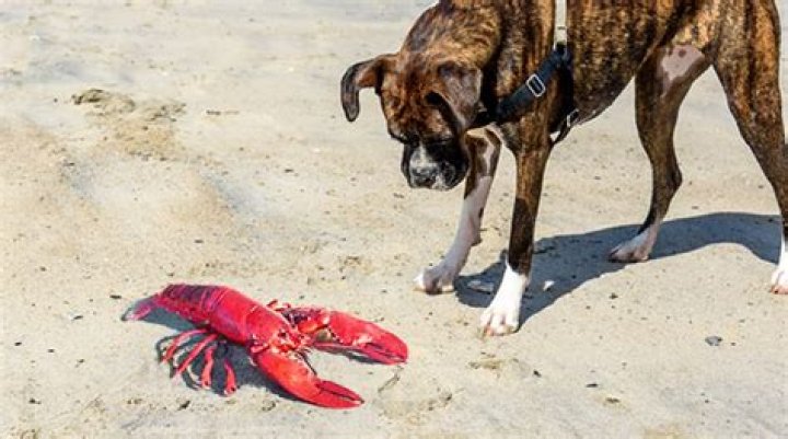 Can dogs eat lobster?