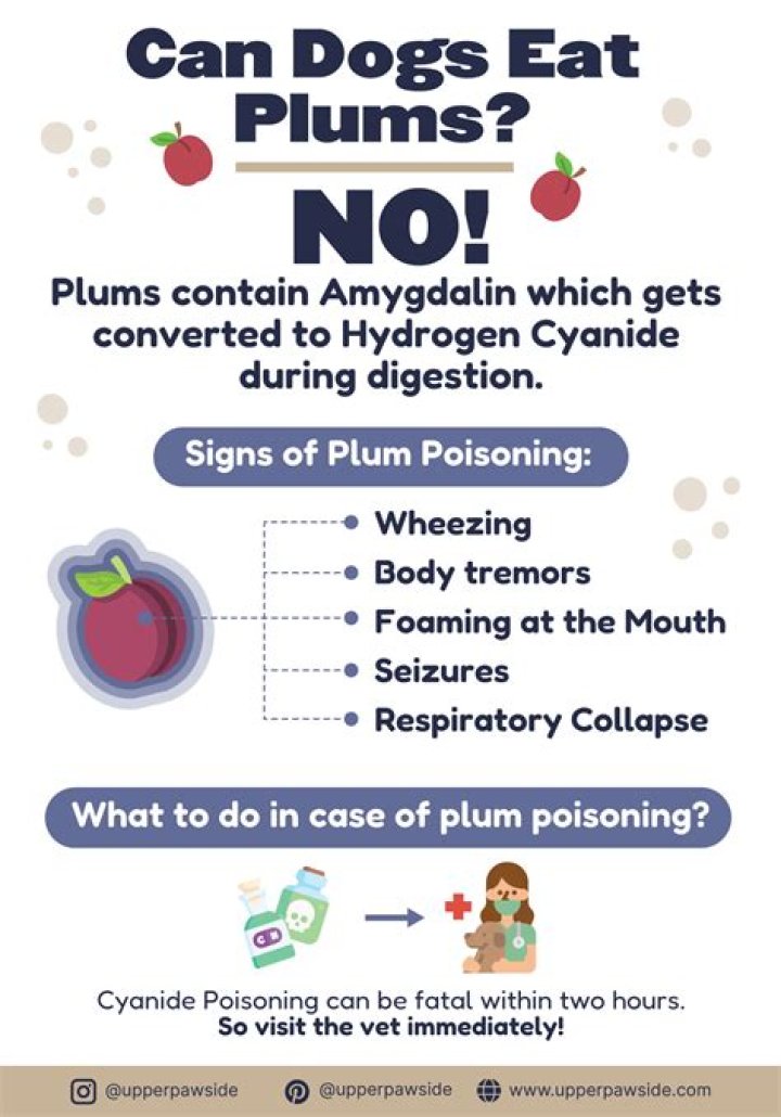 Can dogs eat plums?