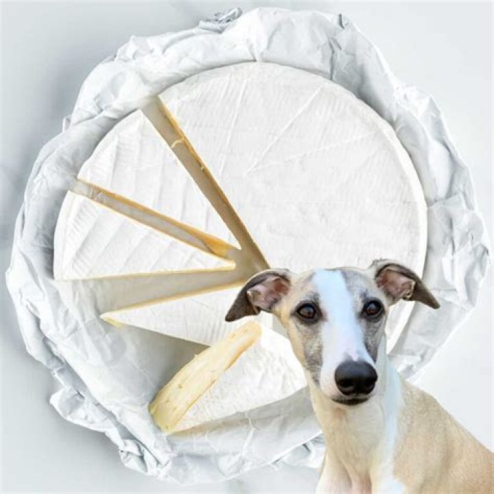 Can dogs have brie?