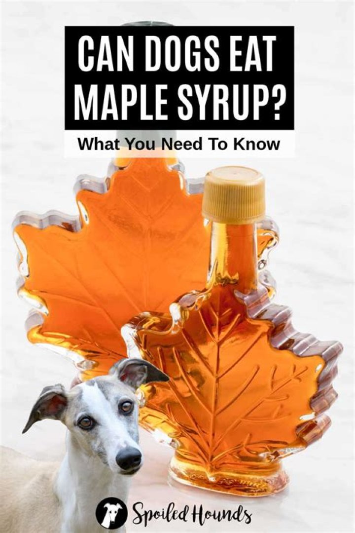 Can dogs have maple syrup?