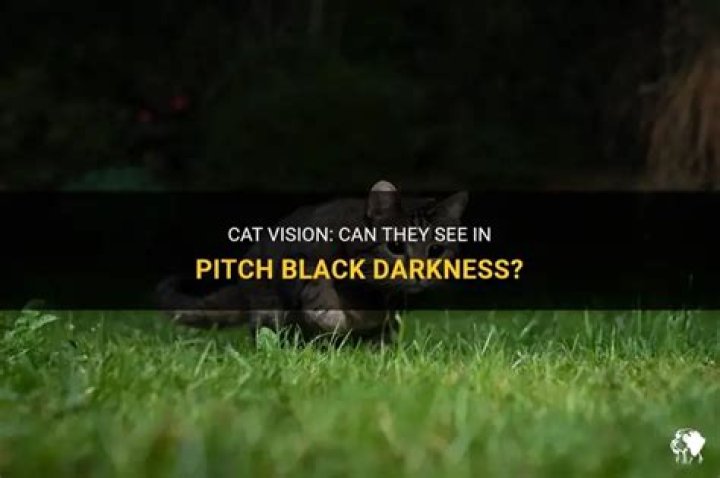 Can dogs see in pitch black darkness?