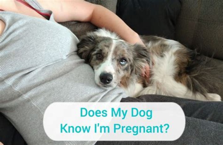 Can dogs tell if you're pregnant?