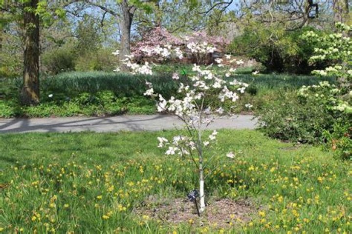 Can dogwoods be transplanted?