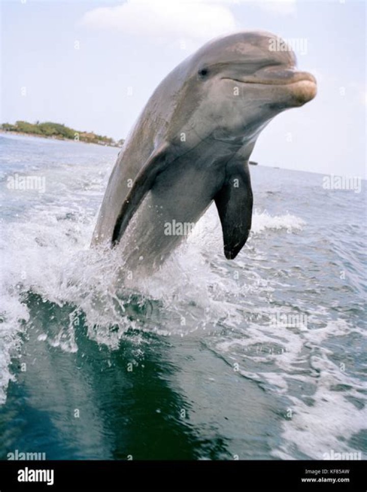 Can dolphin survive out of water?
