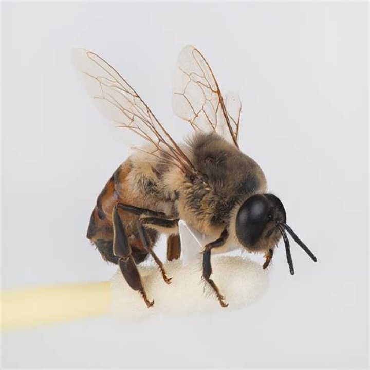 Can drone bees sting?