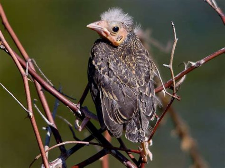 Can fledgling starlings fly?
