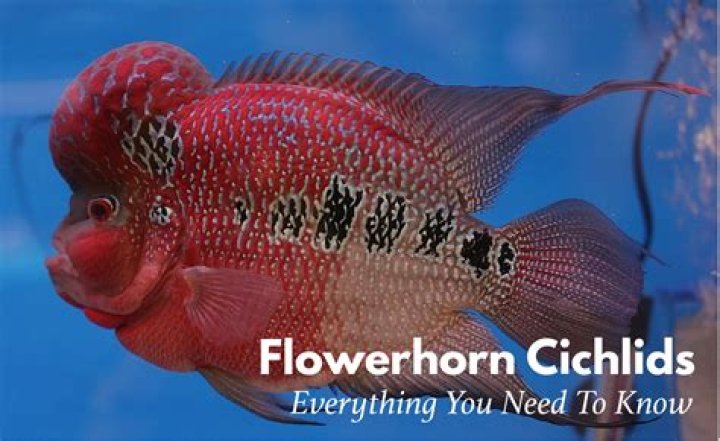 Can flowerhorn cross breed?