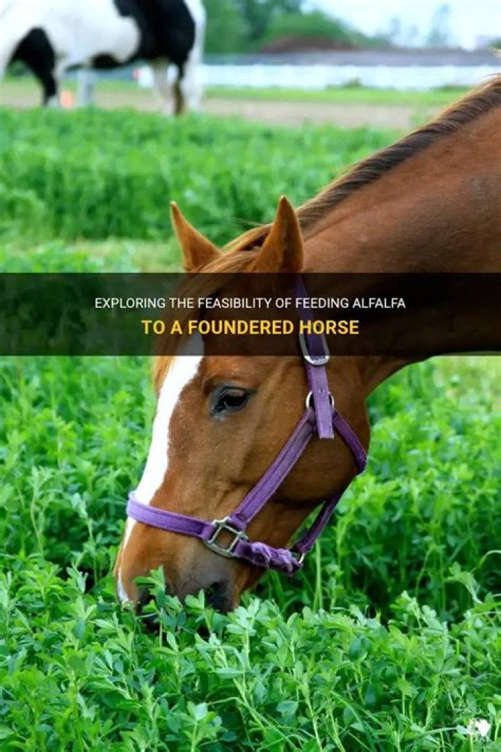 Can foundered horses eat alfalfa?
