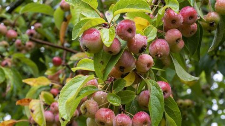 Can fuji apples be baked?
