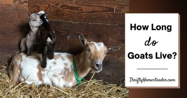 Can goats live with cae?