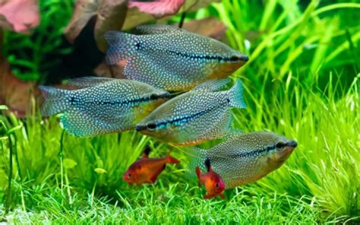 Can gouramis live alone?