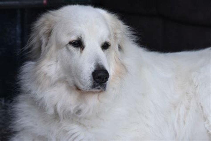 Can great pyrenees have black spots?