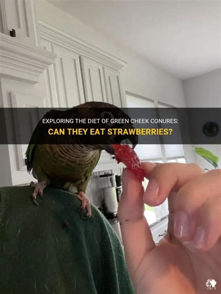 Can green cheek conures eat strawberries?