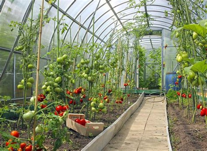 Can greenhouses grow year round?