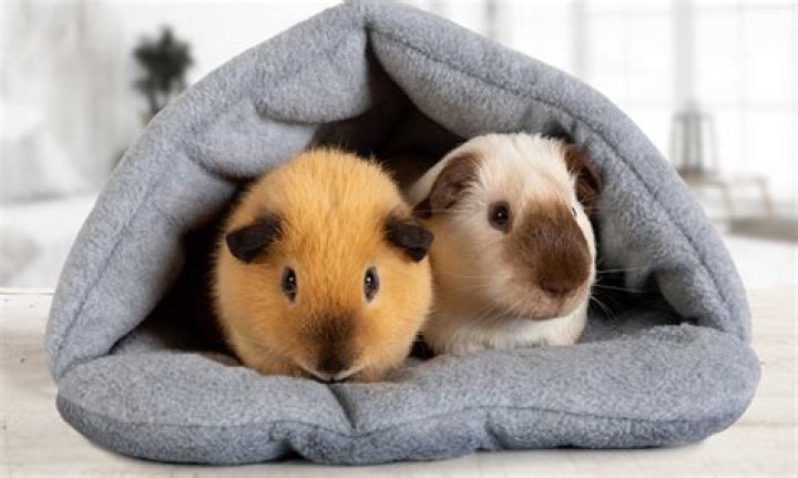 Can guinea pigs eat dog fennel?