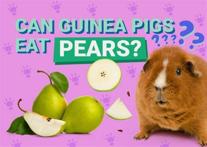 Can guinea pigs eat pears?