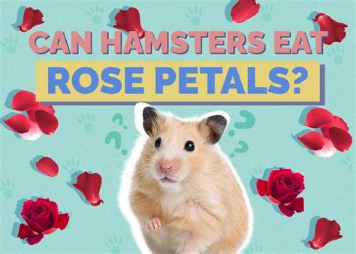 Can hamsters eat fresh rose petals?
