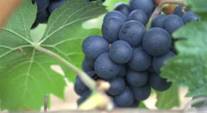 Can hermann tortoises eat grapes?