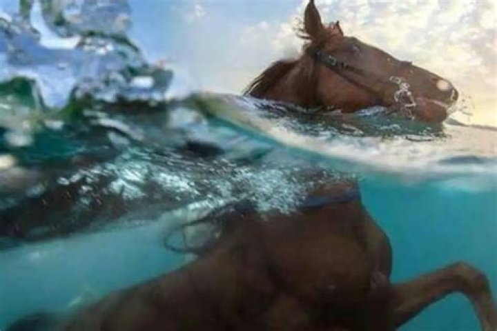 Can horses swim in deep water?