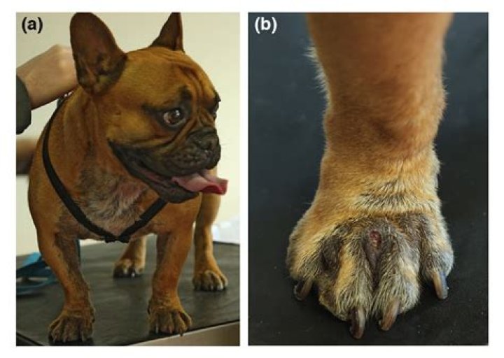 Can humans get demodex mites from dogs?