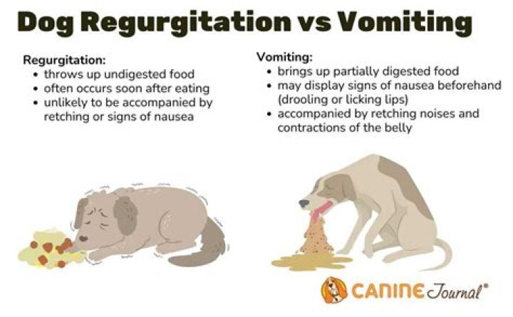 Can humans regurgitate food?