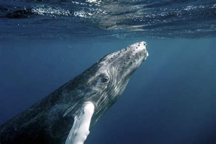 Can humpback whales breathe underwater?