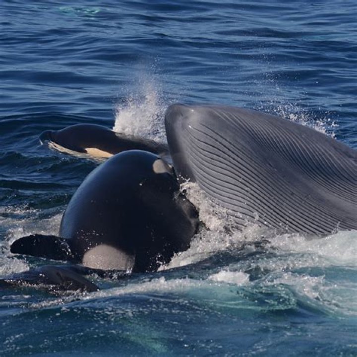 Can humpbacks whales eat?