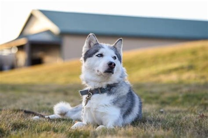 Can husky survive in lucknow?