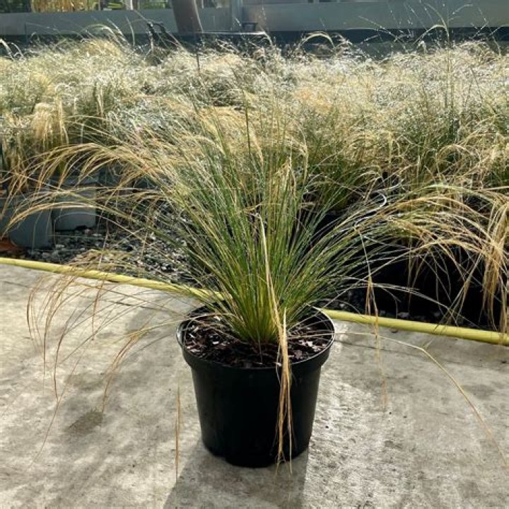 Can i cut back stipa tenuissima?