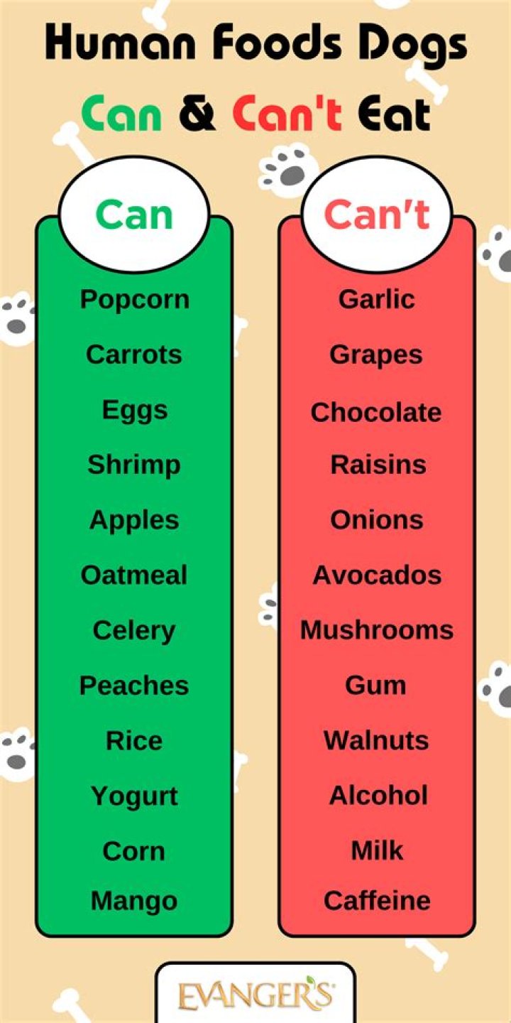 Can i eat phytolacca?