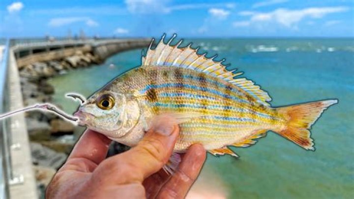 Can i eat pinfish?