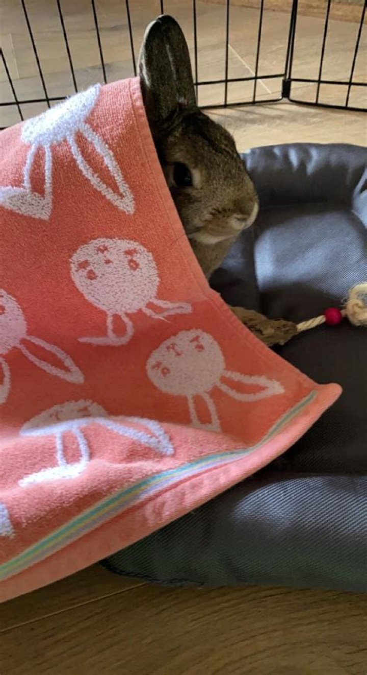 Can i give my rabbit a cat bed?
