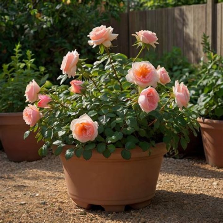 Can i plant a hybrid tea rose in a container?