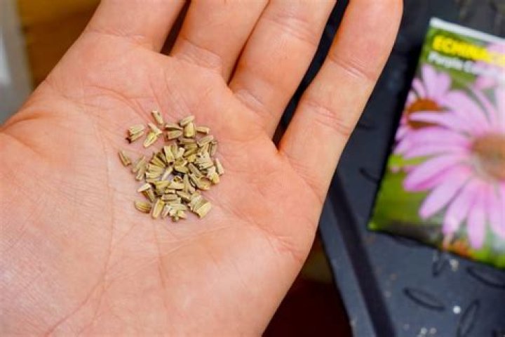 Can i plant columbine seeds in the fall?