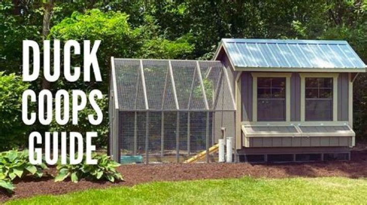 Can i put a duck in with my chickens?