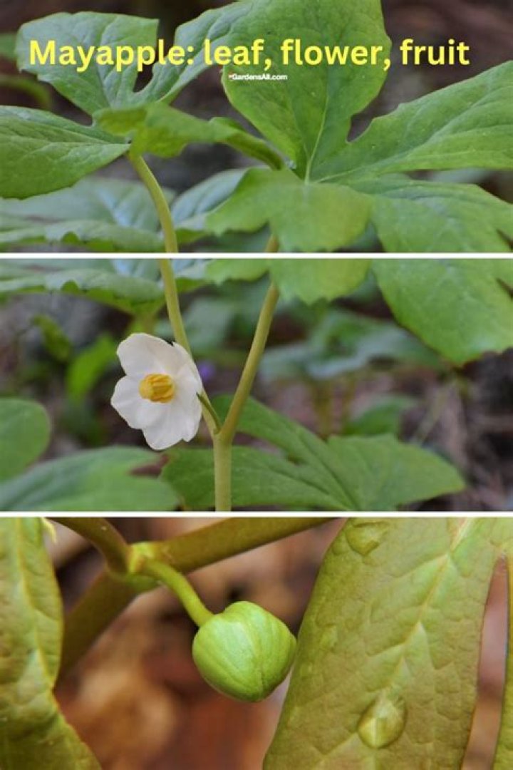 Can i touch a mayapple plant?