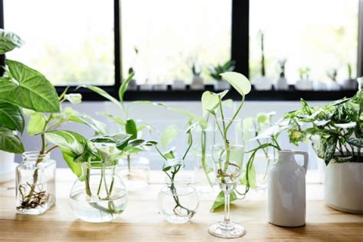 Can inch plant grow in water?