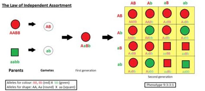 Can independent assortment result in variation?