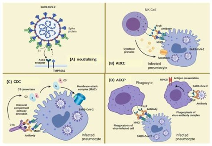 Can ionizers kill covid 19?