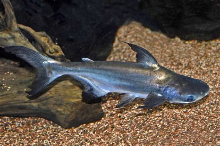 Can iridescent sharks live with cichlids?